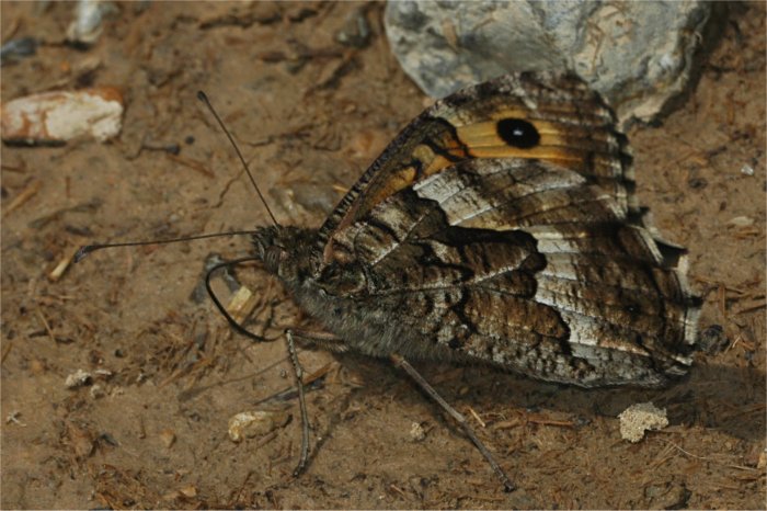 Eublemma ostrina